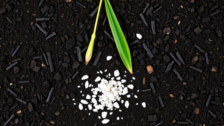 Biochar and Zinc Team Up to Shield Rice From Toxic Cadmium
