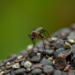 Hidden Genetic Walls: Malaria Mosquitoes on Mount Cameroon Split Into Isolated Populations