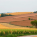 Farm subsidy data reveals steep decline in Europe’s agricultural landscape complexity