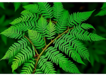 Maidenhair Fern Extract Shows Potent Antiviral Activity Against Influenza A(H1N1)