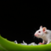 Aloe Vera Sugar Molecule Shows Promise Against Memory Loss in Rat Study