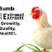 Lily Bulb Waste Extract Boosts Broiler Growth, Meat Quality, and Gut Health