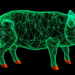 Pig Models Reveal MicroRNA Networks Driving Duchenne and Becker Muscular Dystrophy