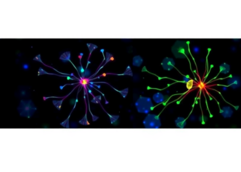 Deleting a Potassium Channel Rewires How Glioblastoma Cells Respond to FLASH-Style Radiation