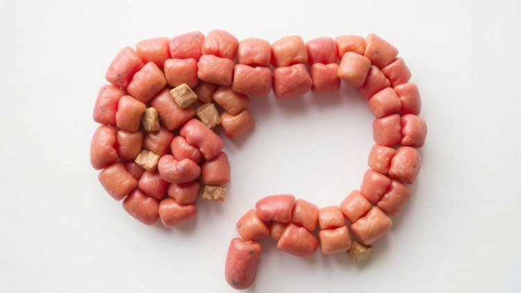 Gut Microbes May Predict Who Keeps Weight Off After Fasting, Study Finds