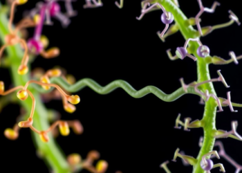 A Molecular Staple: How a Single Disulfide Bond Shapes Plant Immune Signaling