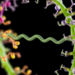 A Molecular Staple: How a Single Disulfide Bond Shapes Plant Immune Signaling