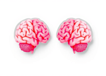 Brain Signals Reveal Why Pro-Climate Social Norms Last Longer Than Anti-Climate Ones