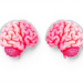 Brain Signals Reveal Why Pro-Climate Social Norms Last Longer Than Anti-Climate Ones