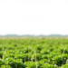 Brazil’s Caatinga Yields Natural Antioxidants Through Green Extraction of Barbatimão Phenolics