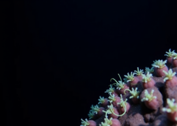 Gene Swapping Shapes Life in the Deep: Kermadec Trench Microbes Adapt Through Horizontal Transfer