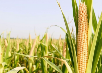 Two Standout Maize Hybrids Emerge From Pakistan’s Multi-Site Stability Trials