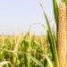 Two Standout Maize Hybrids Emerge From Pakistan’s Multi-Site Stability Trials