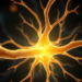 Goldilocks Nerve Conduit Finds the Sweet Spot Between Guidance and Space