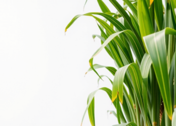 When Satellites Look Matters: Phenology Drives Sugarcane Yield Prediction in Brazil
