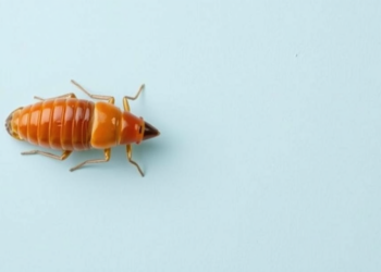Shorter Once-Daily Benznidazole Course Matches Standard Chagas Treatment With Fewer Side Effects