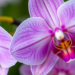 A Single Metabolic Switch May Decide Whether Orchid Petals Turn Deep Purple or Pale Lavender