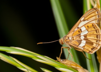 Moth Sex Pheromone Trapping Drives Behavioral Resistance in Rice Pest