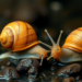 Snails Emerge as Surprising Sentinels for Estrogen Pollution in Water