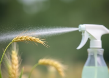 Foliar Hormone Spray Helps Wheat Withstand Nanoplastic Pollution, Study Finds