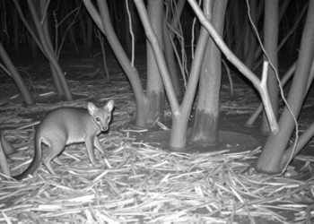 Seven-Year Camera-Trap Study Reveals Declining Threatened Mammals in Cambodian Mangroves