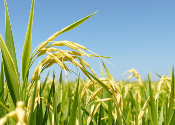 Scientists Stack Drought and Flood Tolerance Genes Into Beloved Rice Variety