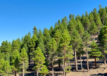 Himalayan Chilgoza Pine Forests Face Regeneration Crisis, Landmark Survey Reveals