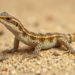 Founded by Few: Sand Lizard Experiment Reveals How Admixture Rescues Genetic Diversity