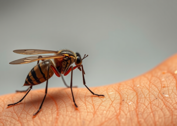 Malaria’s Quiet Threat: Plasmodium vivax Now Drives Most Severe Cases in Central Ethiopia