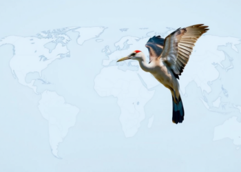 Global Meta-Analysis Reveals Science’s Quiet Skew Toward Charismatic Species
