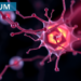 Umbilical Cord Stem Cell Secretome Reverses Skin Aging by Boosting Mitophagy