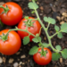 Melatonin-Soaked Seeds Help Tomato Seedlings Fight Cadmium and Drought
