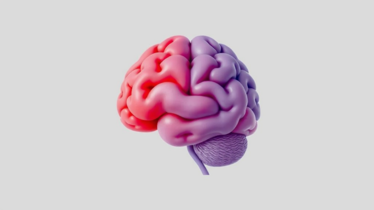FUNC Score Predicts One-Year Independence After Brain Hemorrhage