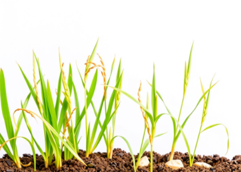 Ancient Rice Landraces Reveal Genetic Secrets of Vigorous Early Seedling Growth