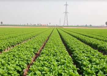 Egyptian Farms Score Barely Half Their Sustainability Potential, New Framework Reveals