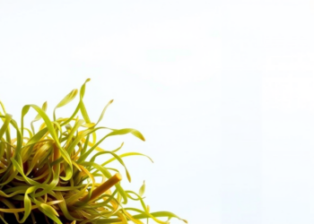Seaweed, Seagrass and Phytoplankton Shape the Ocean’s Iodine Cycle, Review Finds