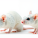 Prenatal Mercury at Real-World Levels Rewires Development Differently in Male and Female Rats