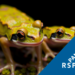 Tiny Moss Frogs Reveal How Skin and Thyroid Evolve Together for Life on Land