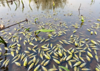 Hidden Mosquito Diversity Surfaces in Mexico’s Celestún Mangrove Reserve