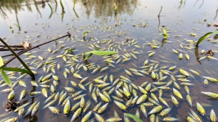 Hidden Mosquito Diversity Surfaces in Mexico’s Celestún Mangrove Reserve