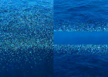 Hidden Sampling Gaps Skew Plankton Models, Study Warns
