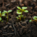 Plant Diversity and Body Width Govern Hidden Soil Nematode Worlds