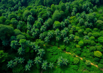 Brazil’s Atlantic Forest Hides a Carbon Surprise Beneath Its Grasslands