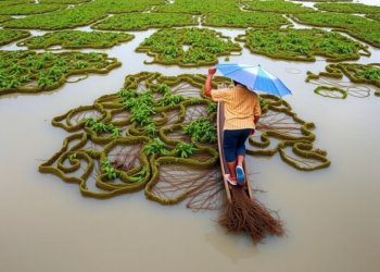 Seaweed Farming Could Reshape Vietnam’s Mekong Delta, but the Evidence Is Thinner Than the Hype