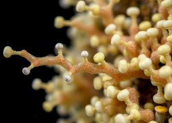 Directed Evolution Turns a Wallpaper Fungus Enzyme into a Stable, Selective Oxidation Powerhouse