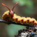 Caterpillar Fungus Compound Gets a Nanoparticle Upgrade to Attack Breast Cancer