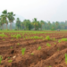 Farming soils breathe faster than forests in Northeast India, deep-profile study finds
