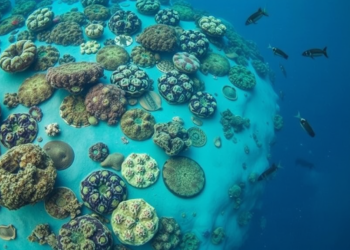El Niño Heatwaves and Delayed Monsoons Combine to Bleach Sri Lanka’s Coral Reefs