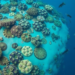 El Niño Heatwaves and Delayed Monsoons Combine to Bleach Sri Lanka’s Coral Reefs