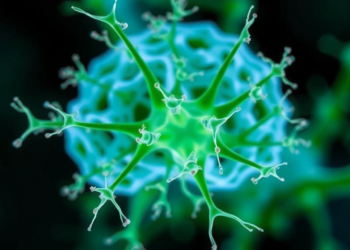 Plant Compound Monotropein Shows Promise Against Stroke Damage by Taming a Key Inflammasome